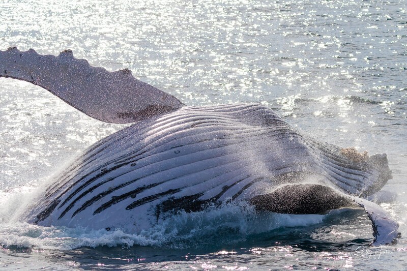 0A3A7710. Sunrise Breach 10 - 2023 Whale Photos