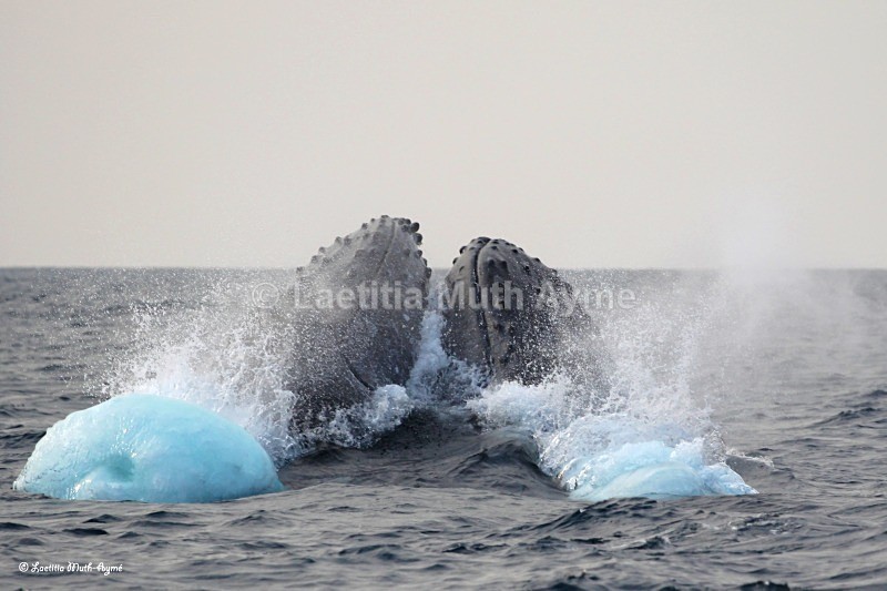 IMG_2807 Gabon - Marine wildlife