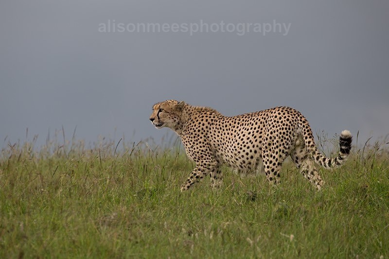  - Cheetah