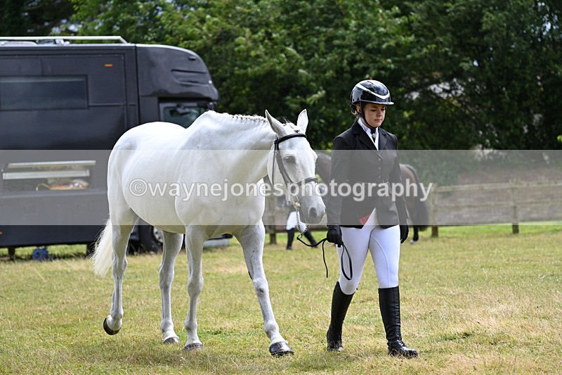 WJ7_6840 - Class 5a Most Handsome Gelding in Hand