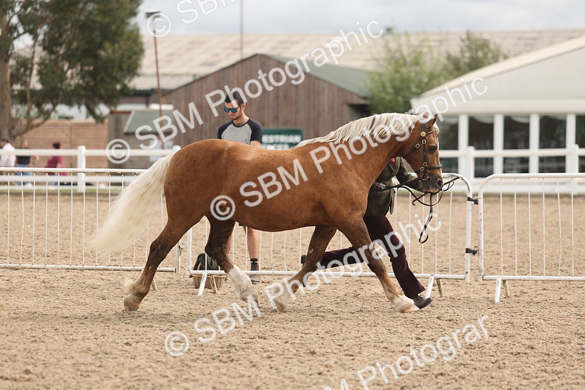 SBM_04968 - Class 20 - IH Veteran