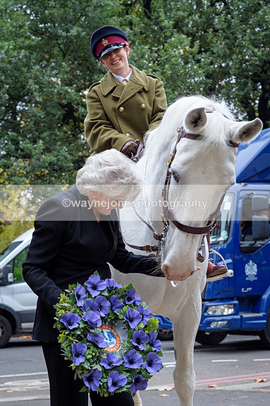 NGP_8146 - 2024 Animals in War Remembrance Gathering