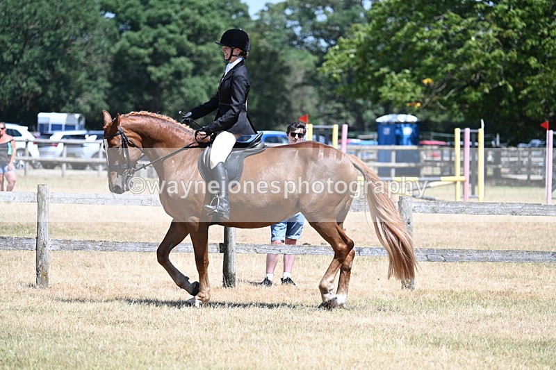 WJ7_2799 - Class 7 Riding Club Show Horse