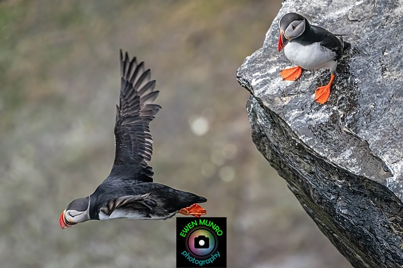 BBW-04-Birsay Puffins - Water-based Birds