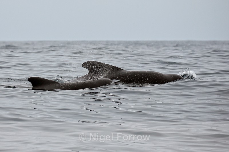 Two Pilot Whales surface, Pacific Ocean, Chile - Dolphin