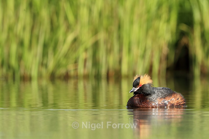 Slavonian Grebe breeding plumage, Iceland - Slavonian Grebe