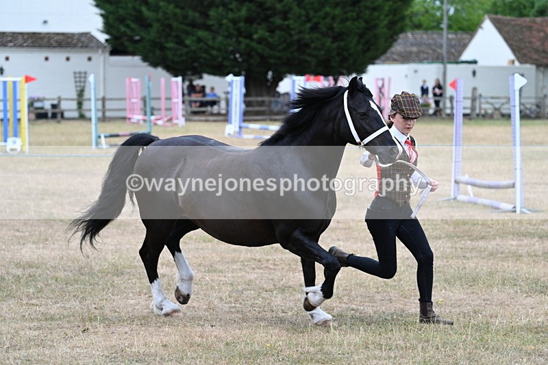 WJ7_8440 - Class 4 Prettiest Mare up to 14.2hh