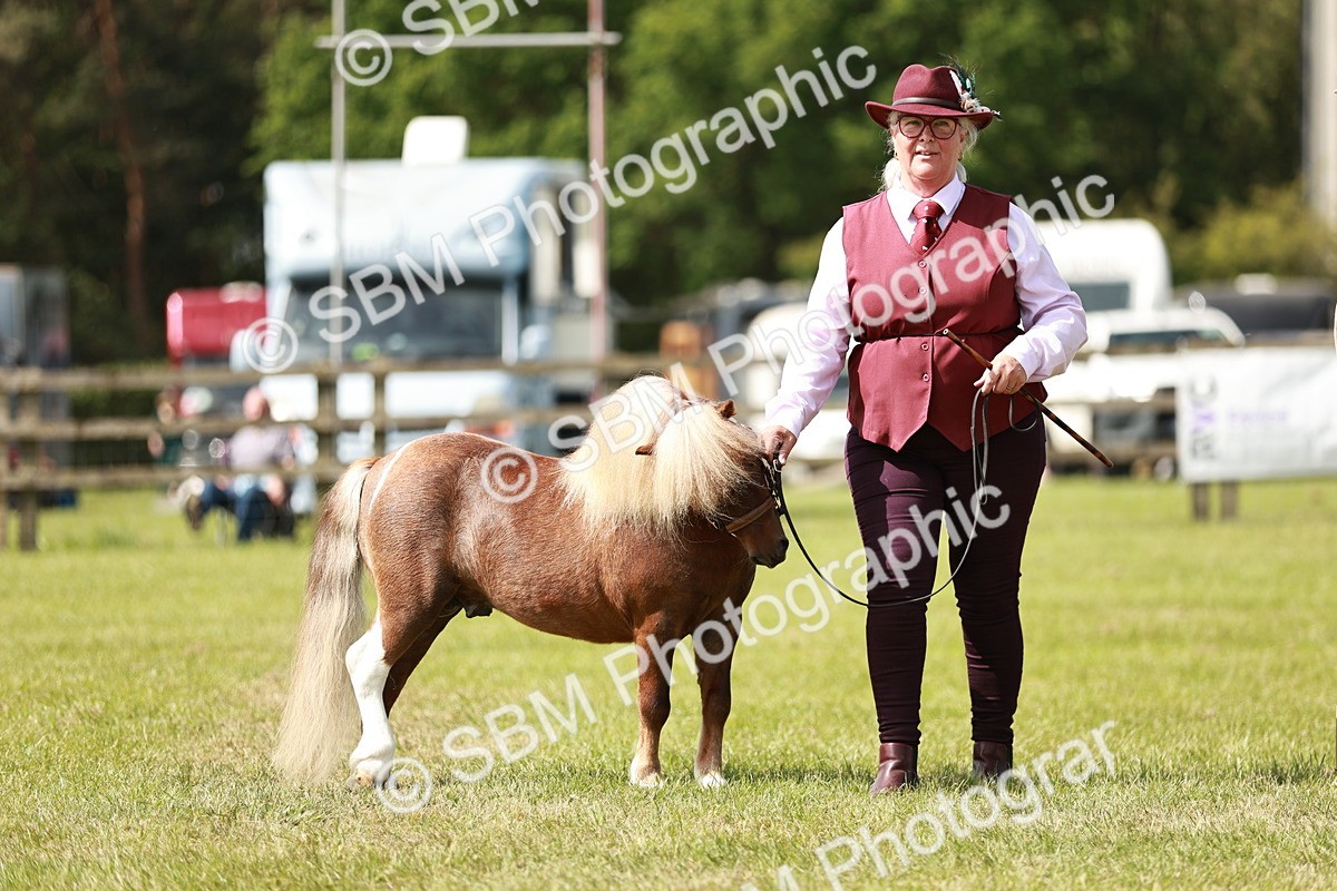 SBM_01989 - Class 14-23 - Mountain & Moorland In Hand Non Welsh
