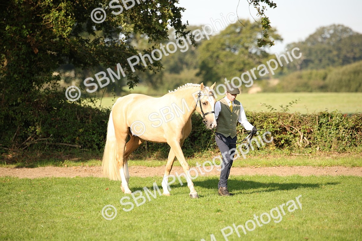 SBM_59325 - S52 - Other Coloured Horse In Hand