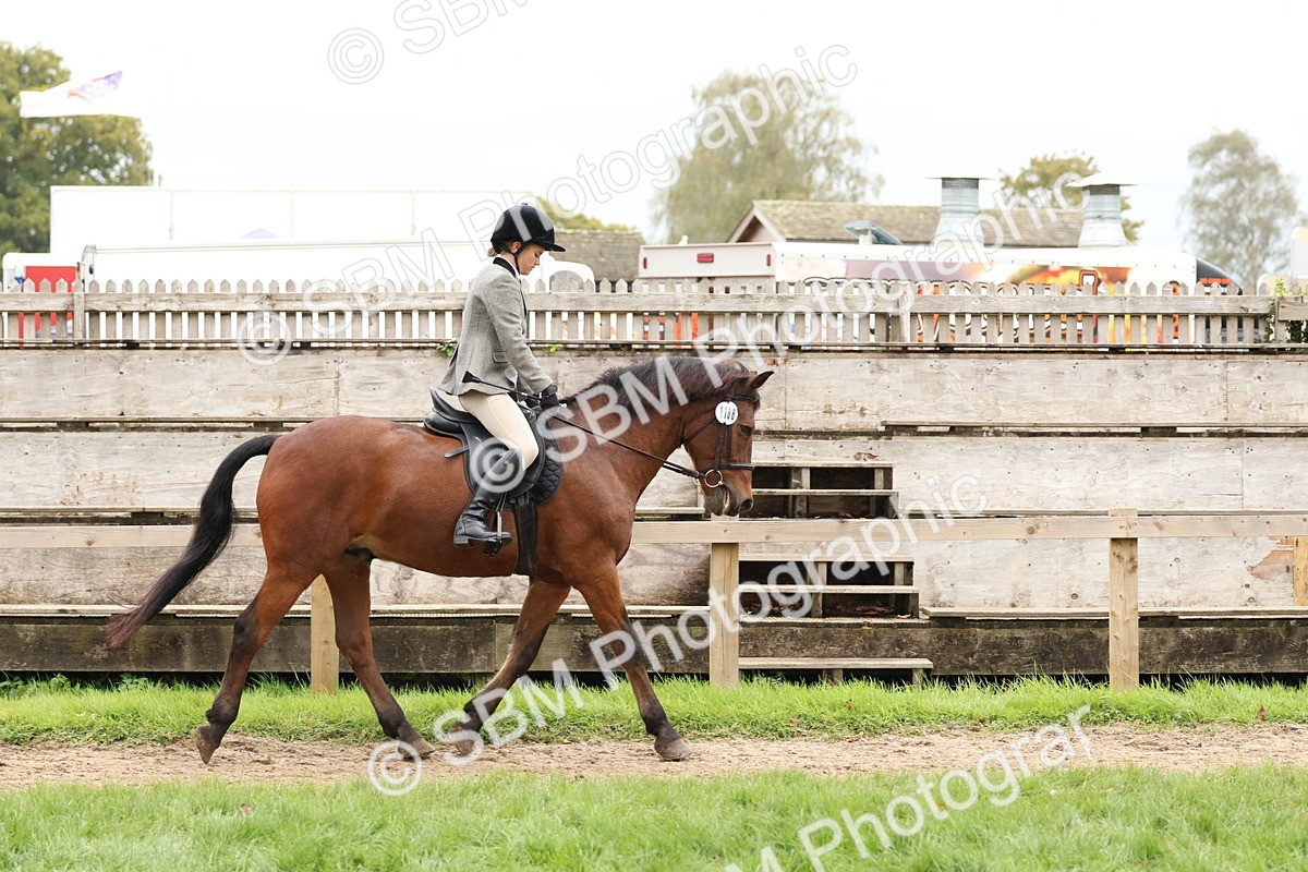 SBM_69572 - S62 - Mountain & Moorland Ridden Large Breeds
