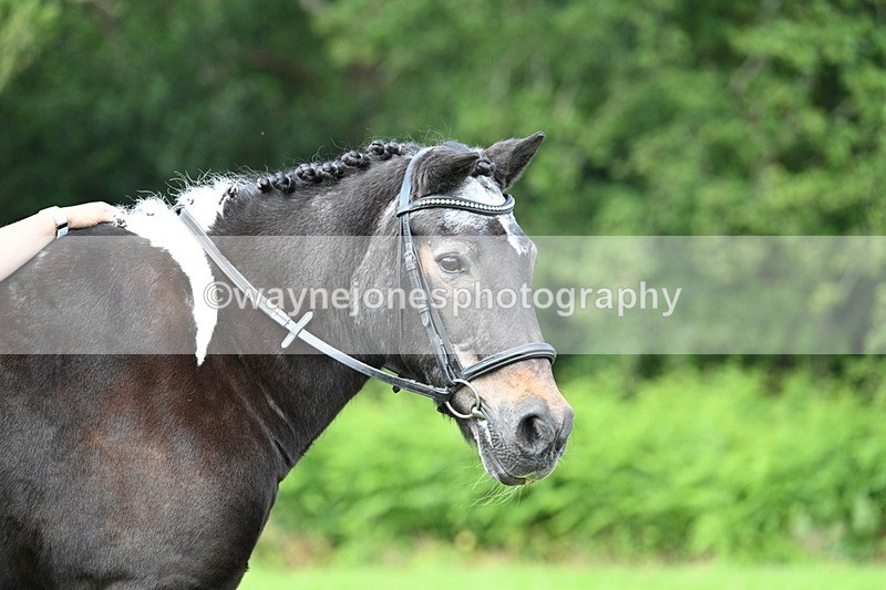 WJ7_1675 - Class 11 Condition & Turnout
