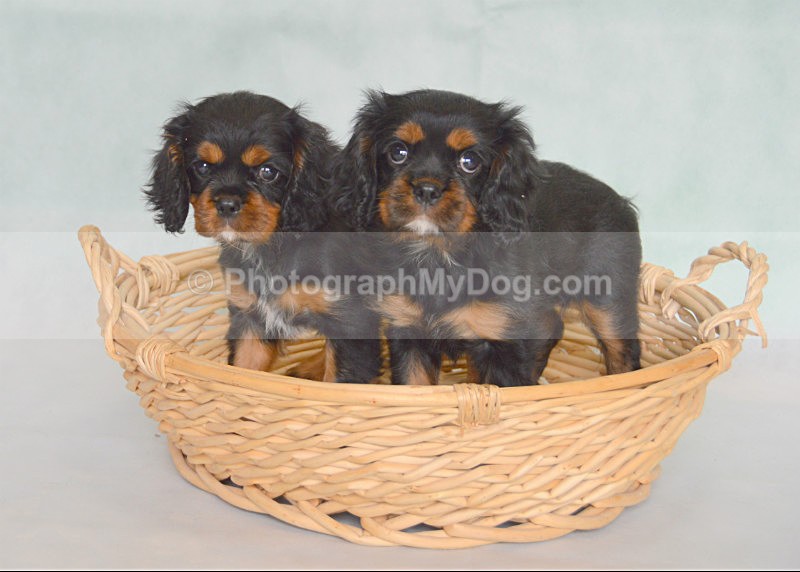  - Cavalier King Charles Spaniels