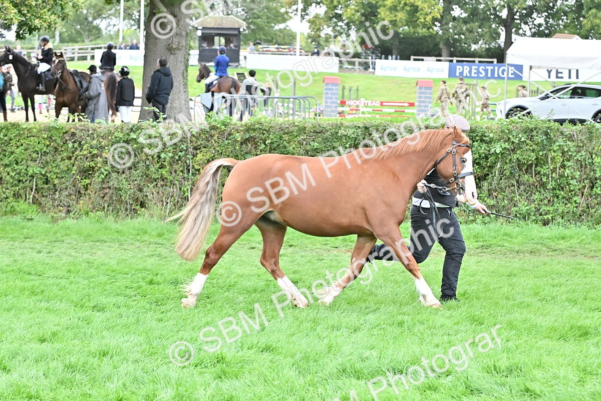 SBM_63227 - S49 - Mountain & Moorland In Hand Large Breeds