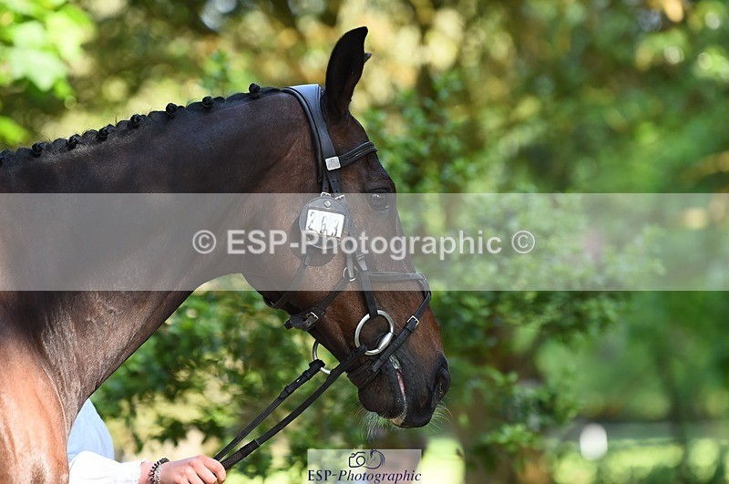 230524-161818-00829 - 263-CARWARTHEN_HARRIER-Polly_Muirhead-WEDTrotUp+DR