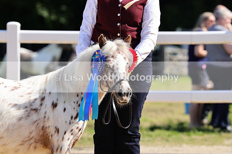 1X9A0722 - Class 3: Youngstock 1, 2, 3 year old not to exceed 153cm