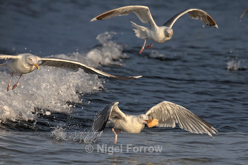 Herring Gull takes off with bread thrown from boat, Norway - Herring Gull