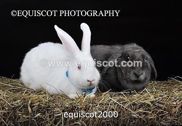 equiscot2000 - GIZMO & OSCAR
