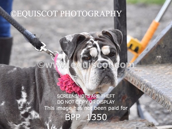 BPP_1350 - CLASS 15 SAT Senior BritiNovice/ 90cm Open