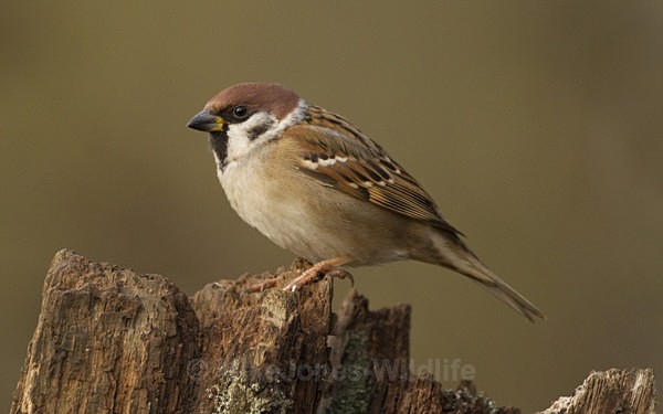 TREE SPARROW REF T SPAR 2 - THE TREE SPARROW
