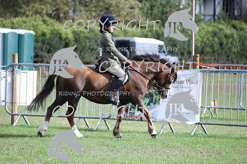 APP_4106 - Class 15a/b Pony club pony/Riding club horse