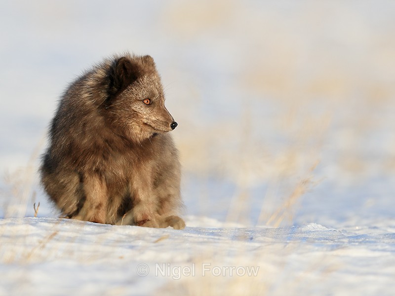 Dark Arctic Fox crouching, Svalbard, Norway - Arctic Fox