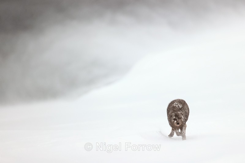 Arctic Fox running in blizzard, Hornstrandir, Iceland - Arctic Fox