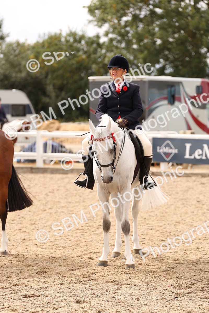 SBM_17370 - Class 214 - Ridden Hack Riding Horse
