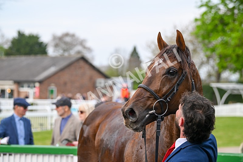 120425-Race 5-Majestic Warrior-1403 - Race 5