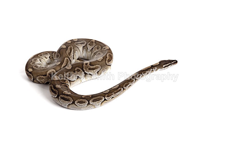 2SKJ8966 - Roaming Reptile Show. II