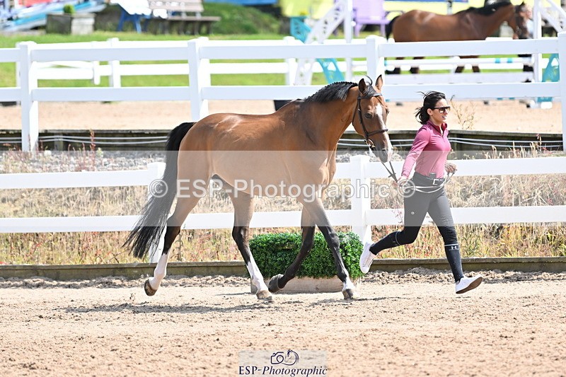 240717A-151009-02603 - Trot Up 3pm to 4pm