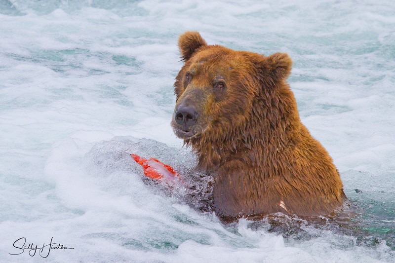 Bear Eating Fish 2