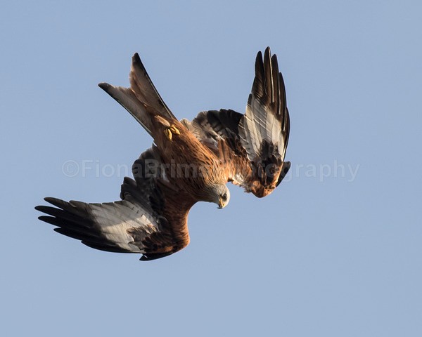 argaty jan -72 - Birds of Prey