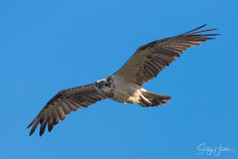 Osprey in Flight 2