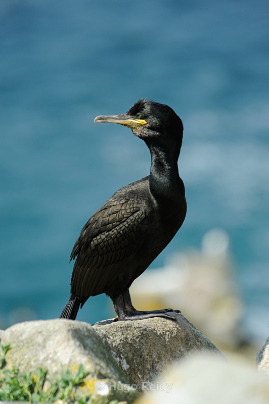  - Saltee Islands Birdlife