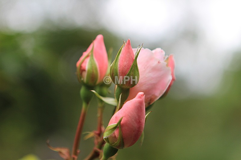  - Flowers