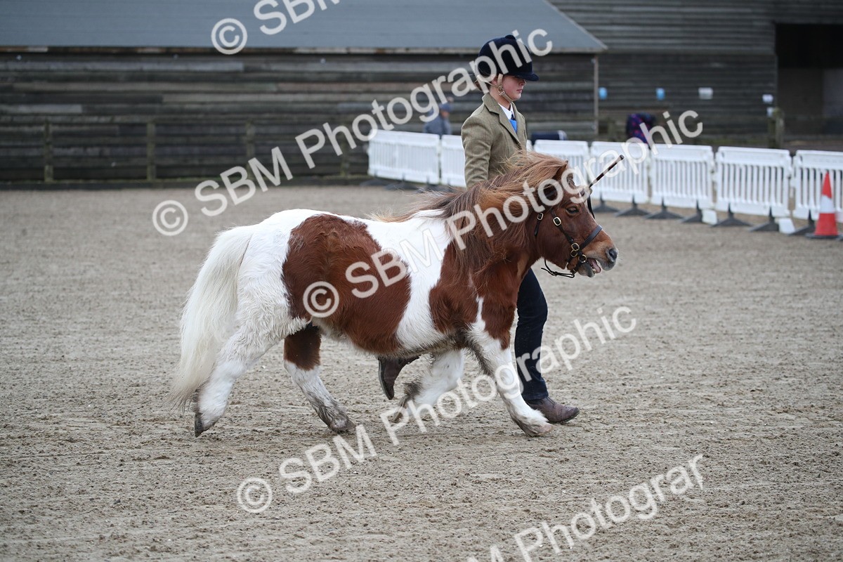SBM_003928 - Class 1-4 - Young Stock classes Inc. In Hand Championship