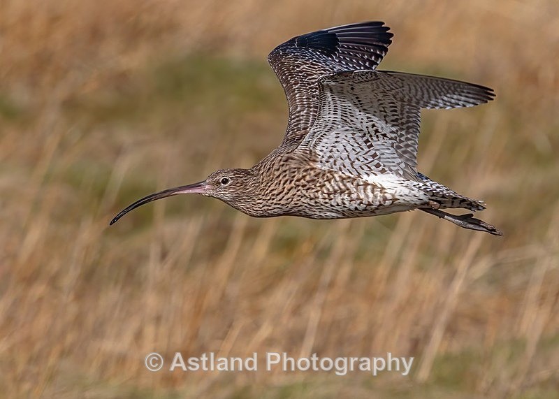 Astland Photography, Bird and Wildlife Images, Susan and Peter Wilson, U.K.