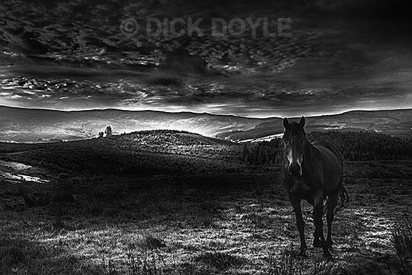  - MONOCHROME LANDSCAPES