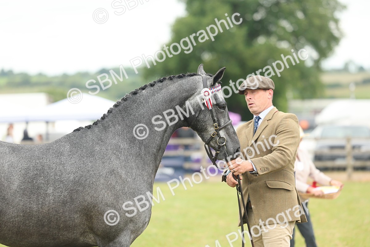 SBM_05491 - Class 68-73 - Riding Pony Breeding