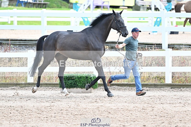 240717A-144100-02196 - Trot Up 2pm to 3pm - This folder is not in time order