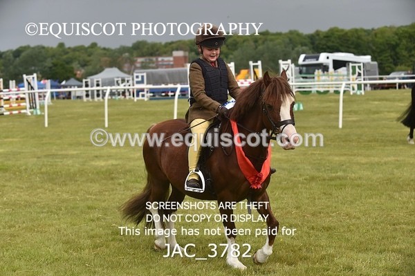 JAC_3782 - 75CM WORKING HUNTER