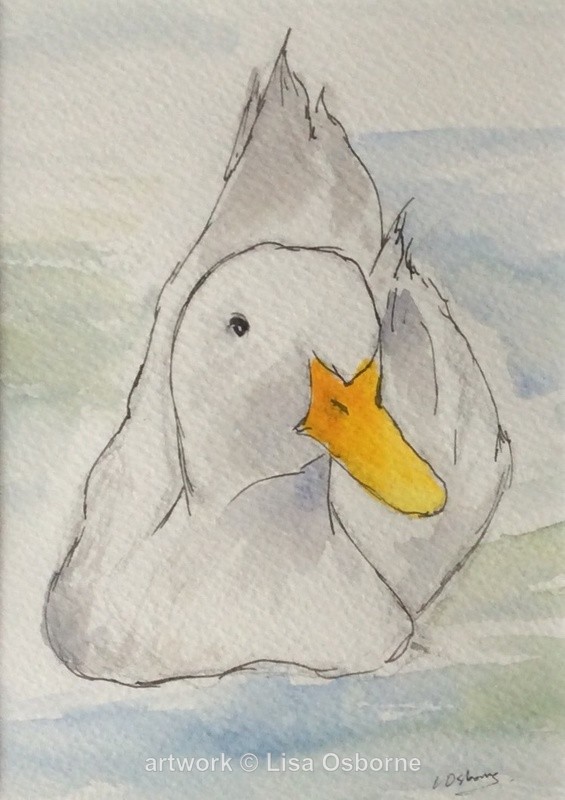 Duck - Animals