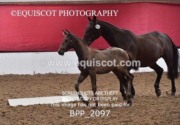 BPP_2097 - AFTERNOON 12.30 - 3.30PM