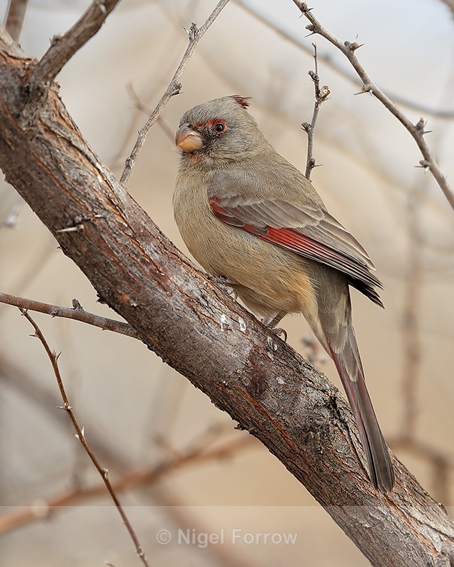 Pyrrhuloxia (female), Bosque del Apache, New Mexico - Pyrrhuloxia
