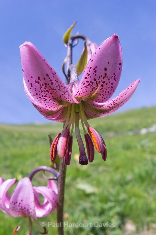  - Plants: wide-angle