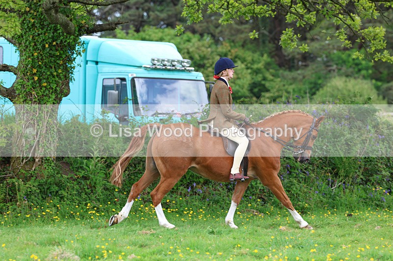 3E7A1990 - Class 10: Ridden Sports Horse