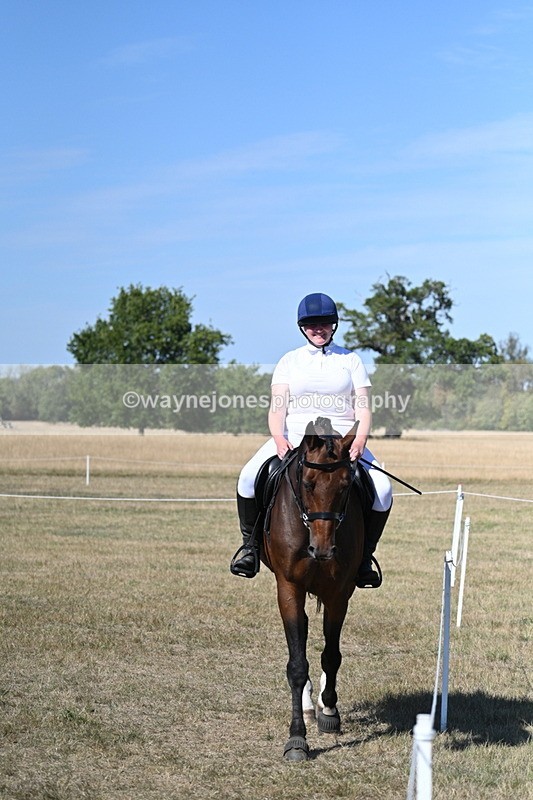 WJ7_1521 - Class 42 Most Handsome Gelding
