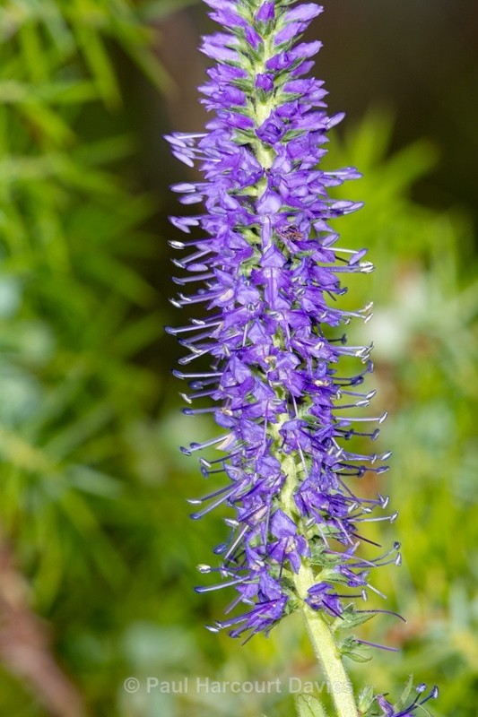 Spiked speedwell (Veronica spicata) - Gargano - Wild Flowers