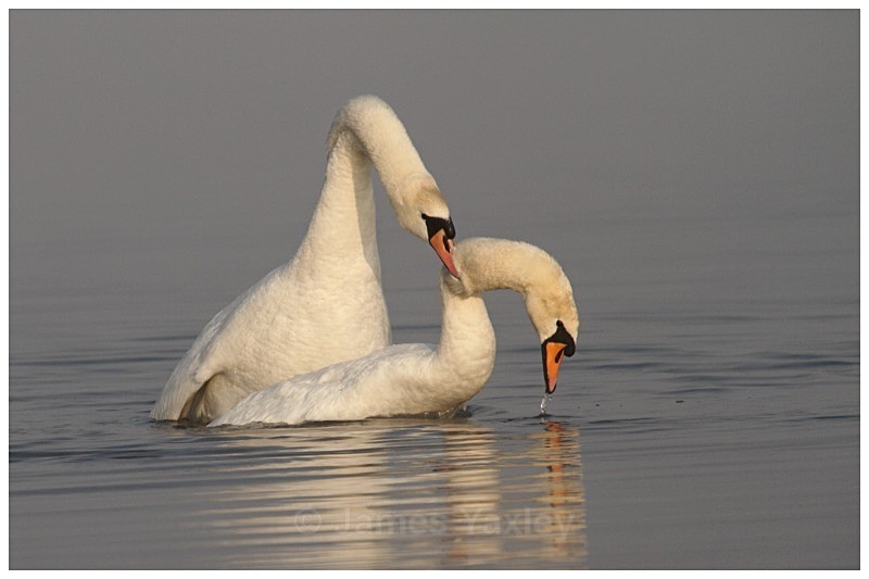 3 Mute Swan Courtship - The British Wildlife Photography Awards 2009 to 2014