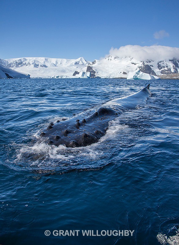 A humpback we named Gloria - Antartica